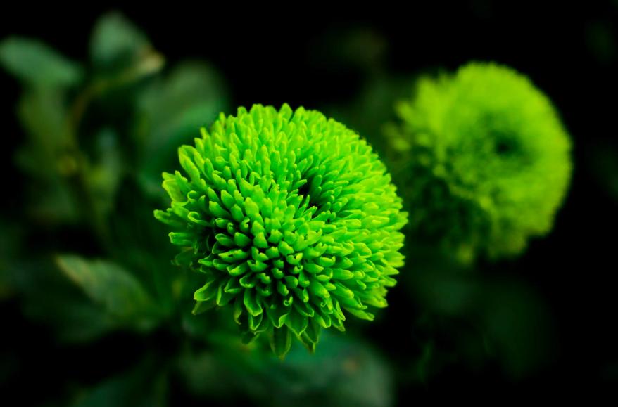 关于秋菊意象的诗句,关于秋菊的诗词名句