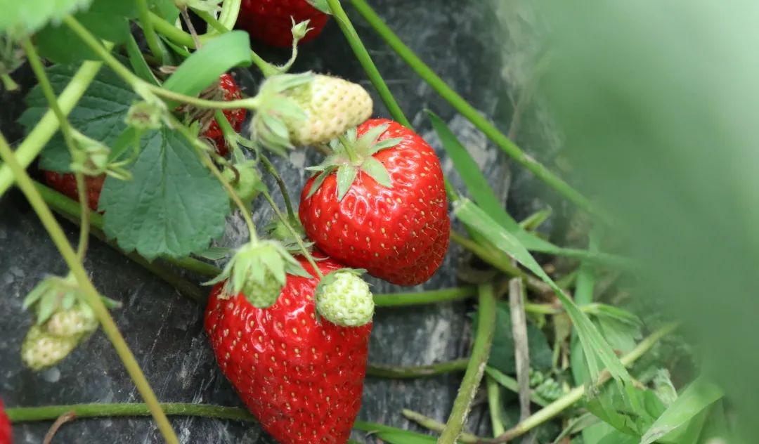 孩子们的快乐星球！周末带娃，肥西这些地方就够啦！