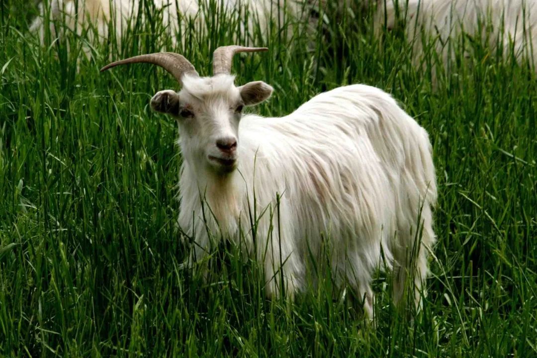 羊的秘密心事,羊的秘密是什么