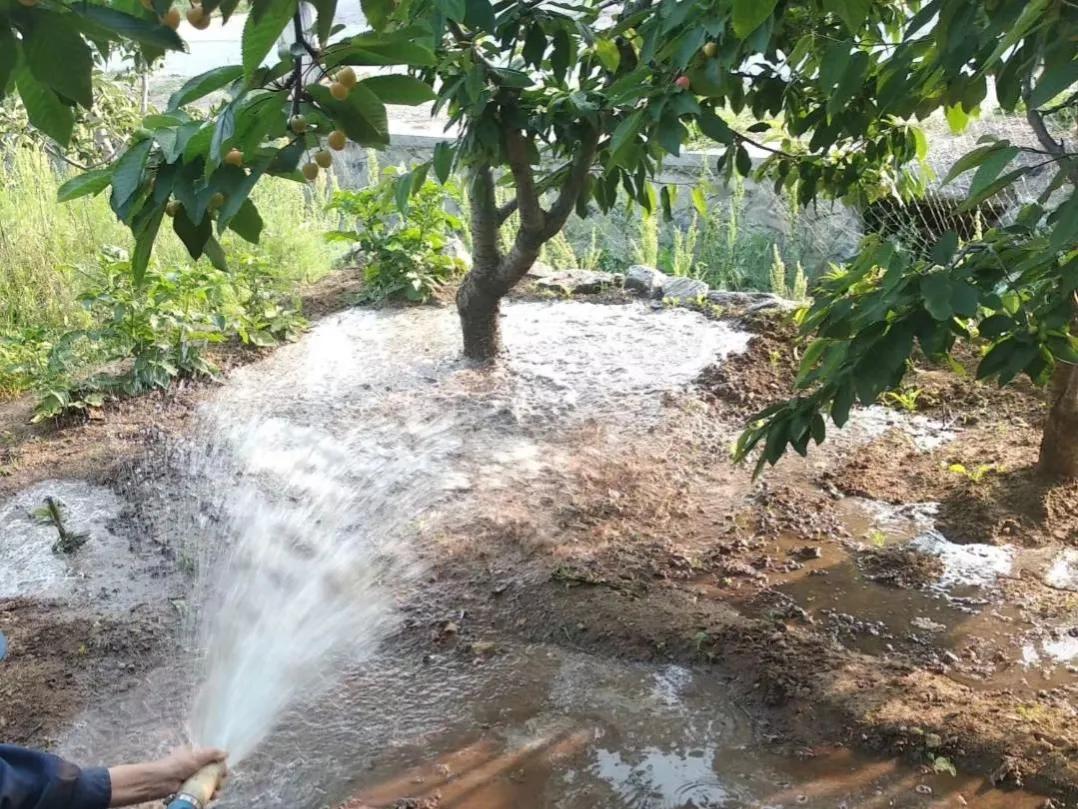 大樱桃打的农药多吗,大樱桃专用的农药