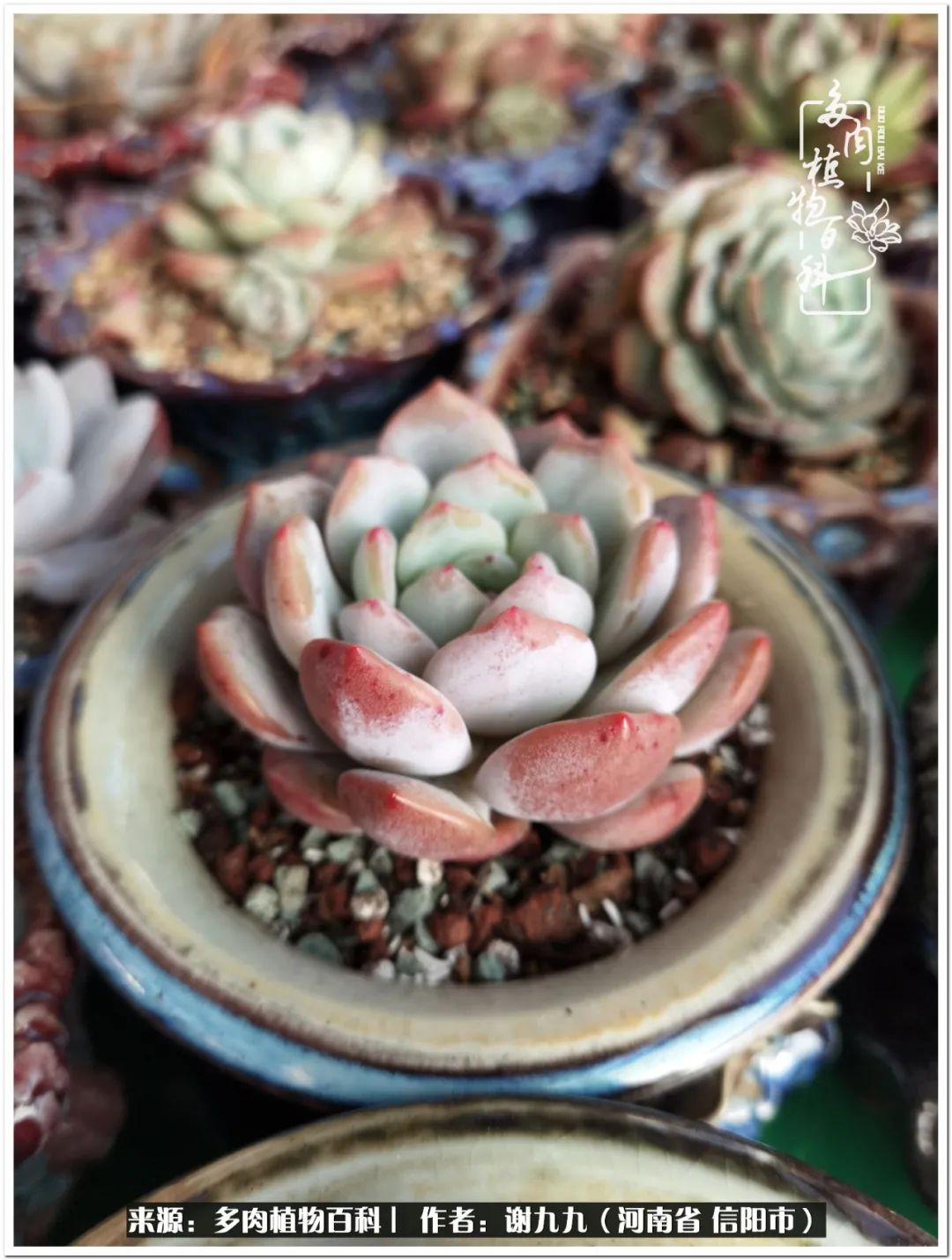 与多肉植物在一起的感怀,与多肉同行