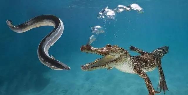 新能源电池突破也许还要靠它，地球上最会用电的动物-电鳗