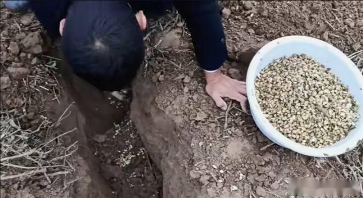 农村用老鼠笼和夹子抓老鼠,小时候用老鼠笼抓老鼠