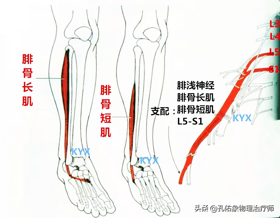从臀部到小腿麻木疼痛怎么回事,臀部小腿酸胀是怎么回事