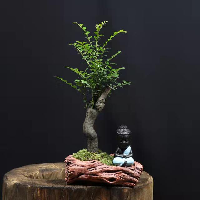 冬天小叶紫檀盆景如何养护,小叶紫檀不怕暴晒