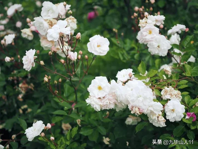 常见丰花月季品种一览,阳台盆栽丰花月季什么品种最好