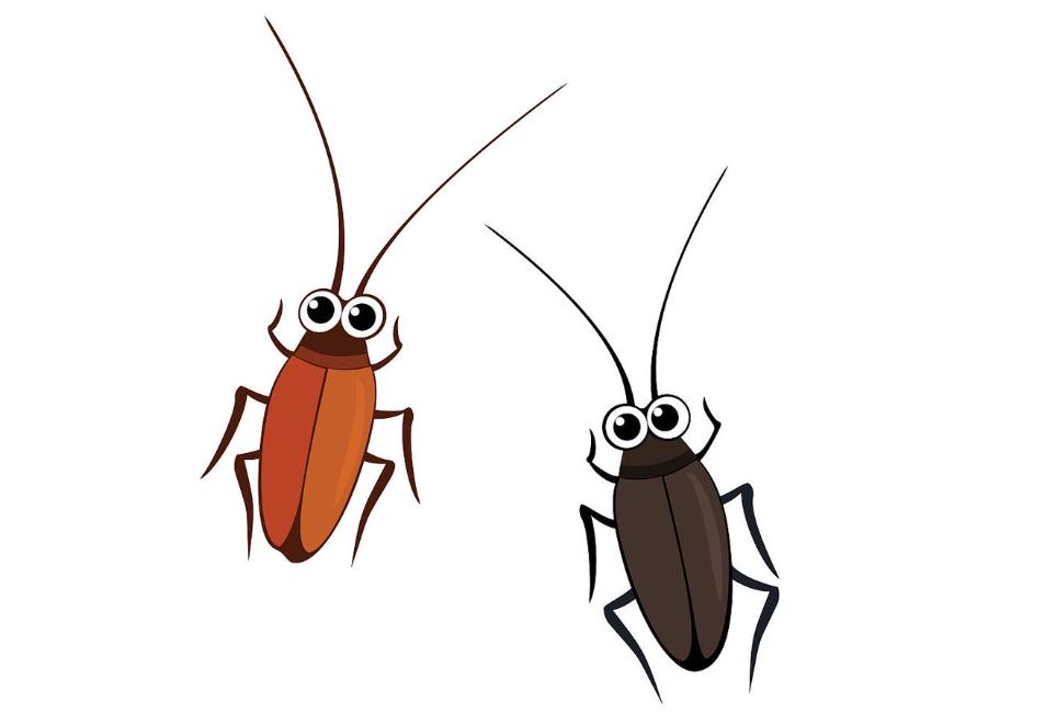 昆虫为什么会害怕蟑螂呢,为什么只怕蟑螂不怕别的虫子