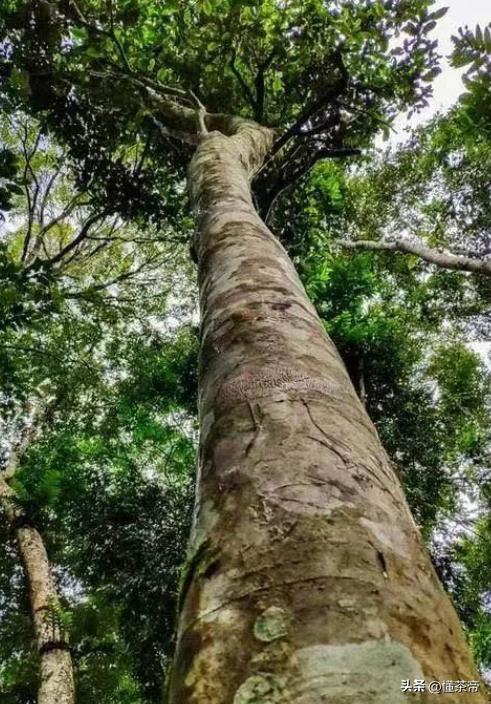 最贵的普洱茶是老班章吗,10年以上老班章普洱茶值多少钱