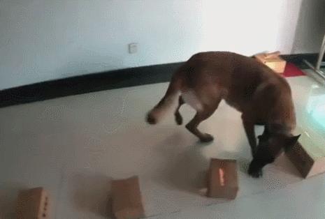 为什么太聪明的狗不适合当警犬,警犬的训犬员能自己挑选犬吗