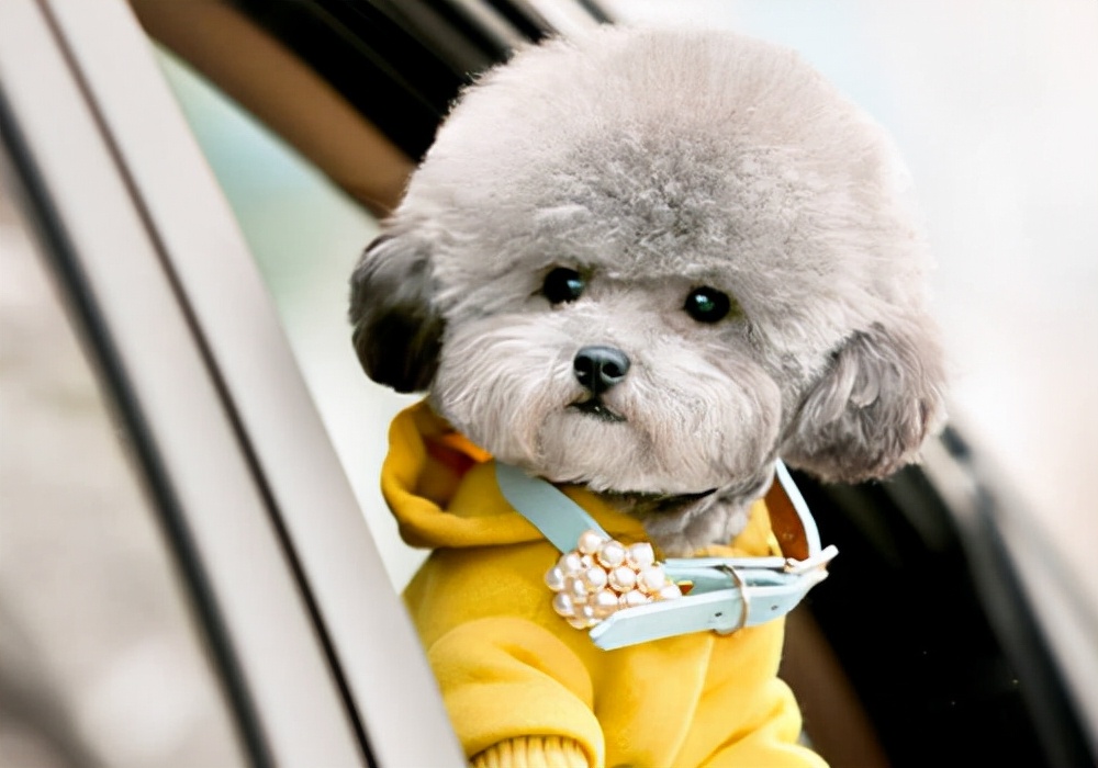 狗体温低且无食欲该怎么治疗,狗的鼻子发干没有食欲怎么办