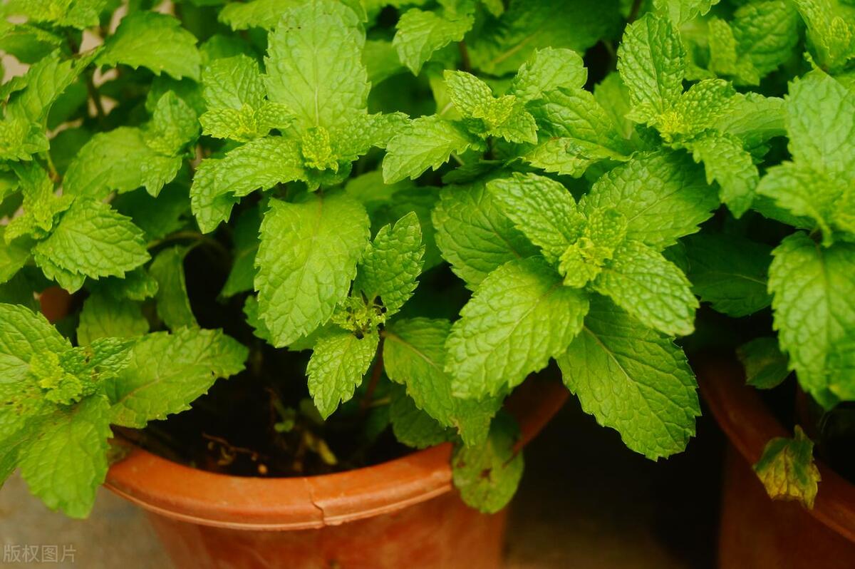 净化空气的室内植物哪些好,适合室内空气净化的植物
