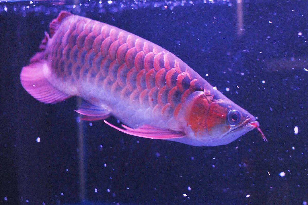 龙鱼尾巴有白点怎么回事呢,龙鱼尾巴上有白疙瘩是什么