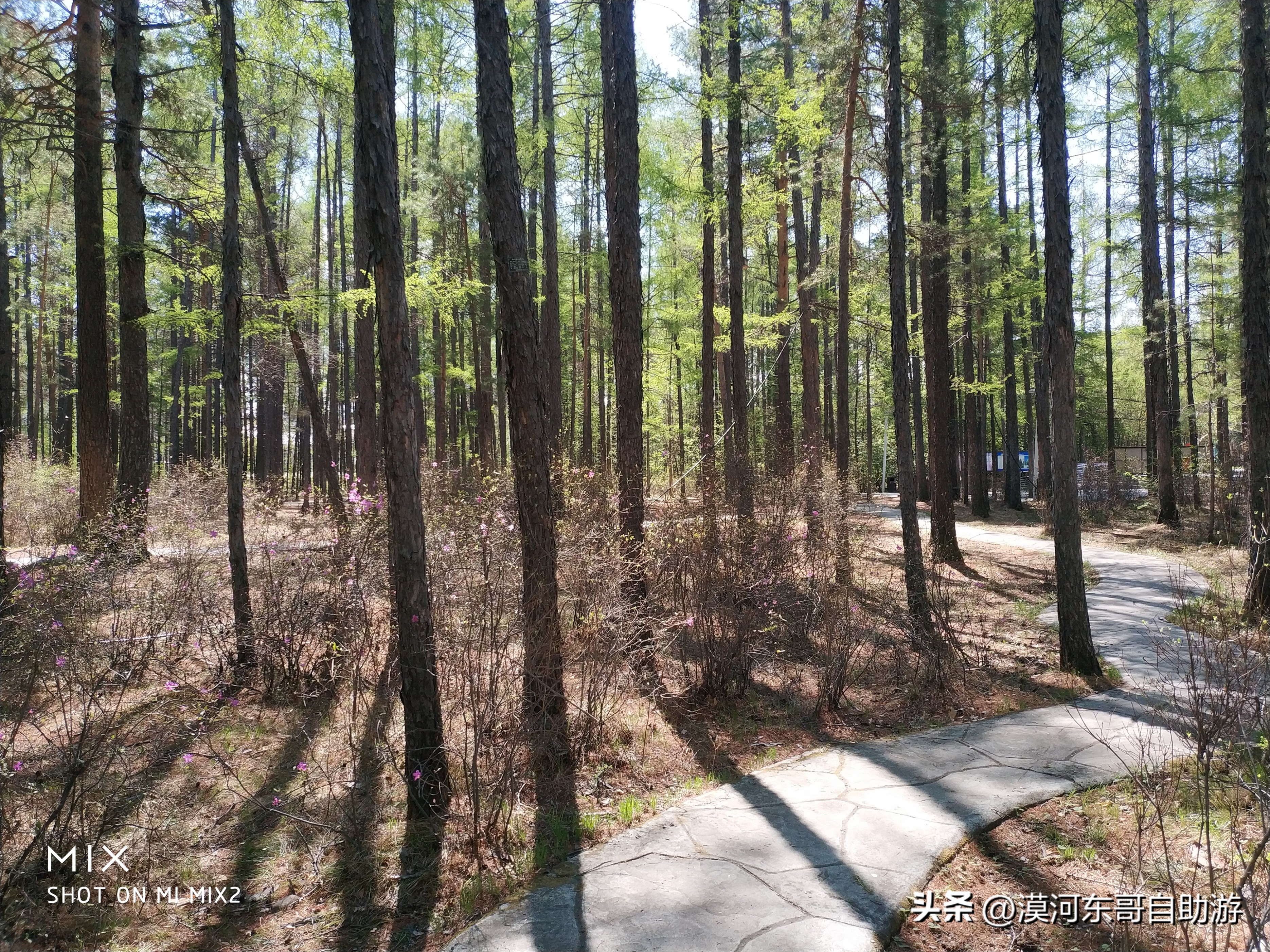 带你去看杜鹃花完整版,漠河旅游攻略一览表