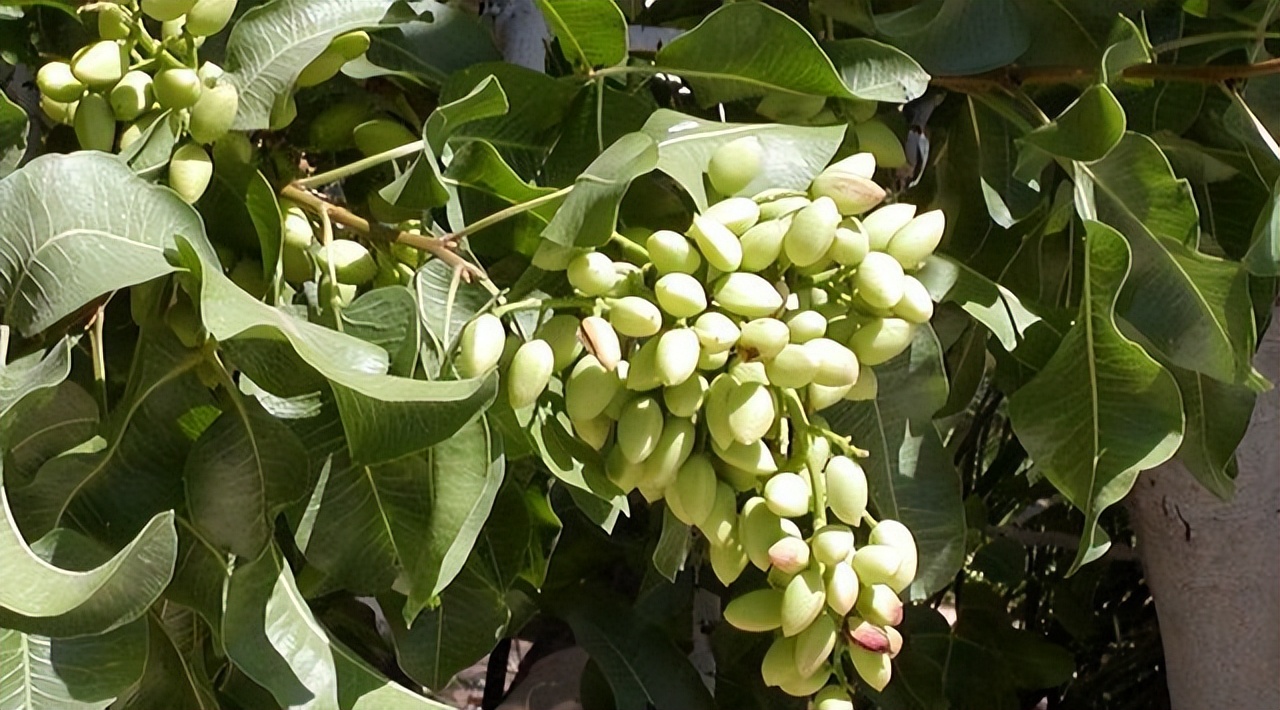 开心果干果店,干果开心果原色