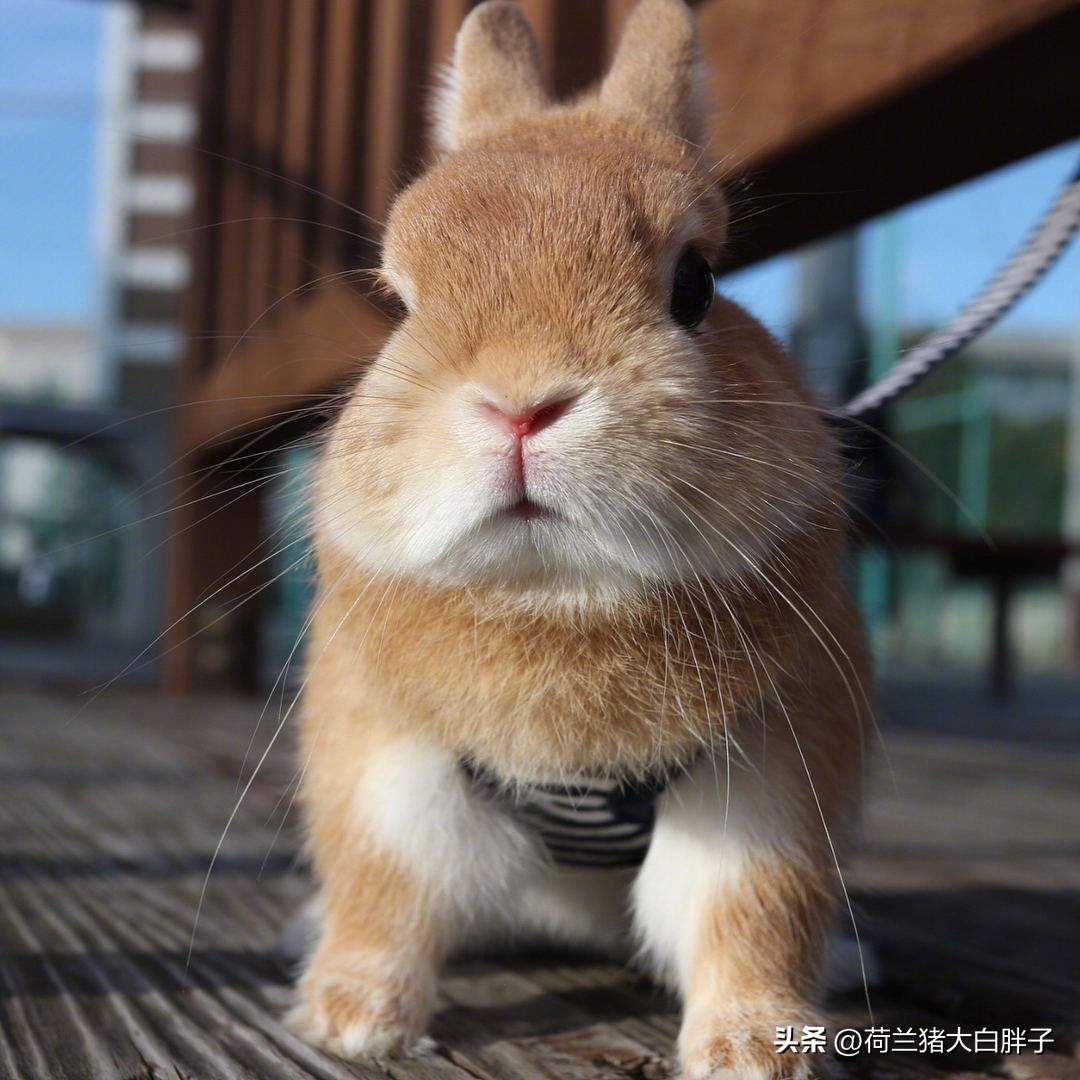 兔子啃墙怎么回事,兔子啃后腿什么原因