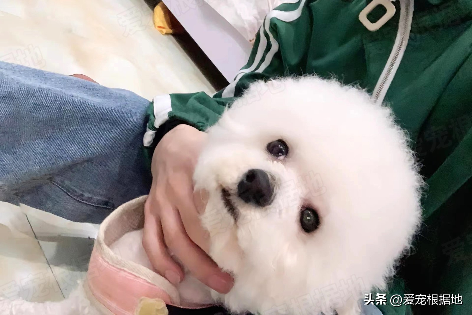 走失5个月的比熊身上还穿着棉袄,走失比熊回来了