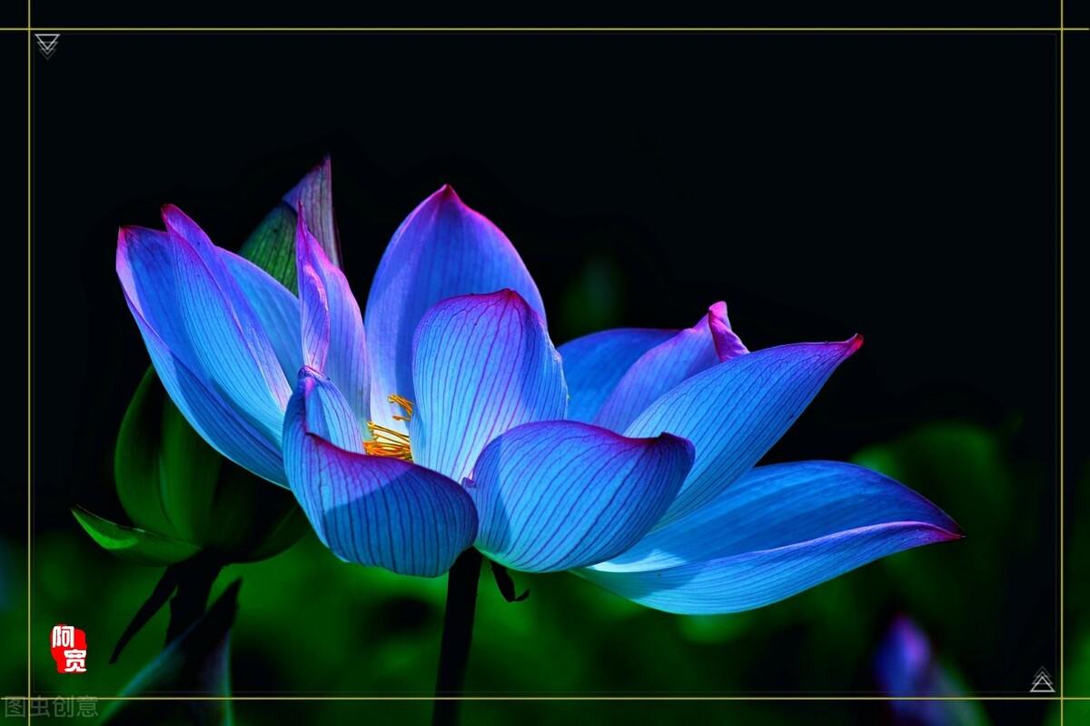 蓝色妖姬图片唯美两朵,蓝色妖姬各种图片