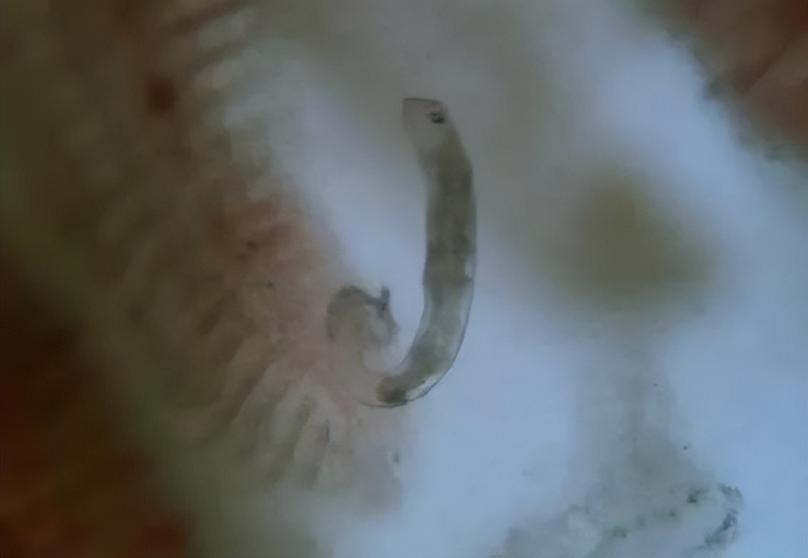 鱼常见的寄生虫以及症状,怎么区分鱼身上的钉虫和孢子虫