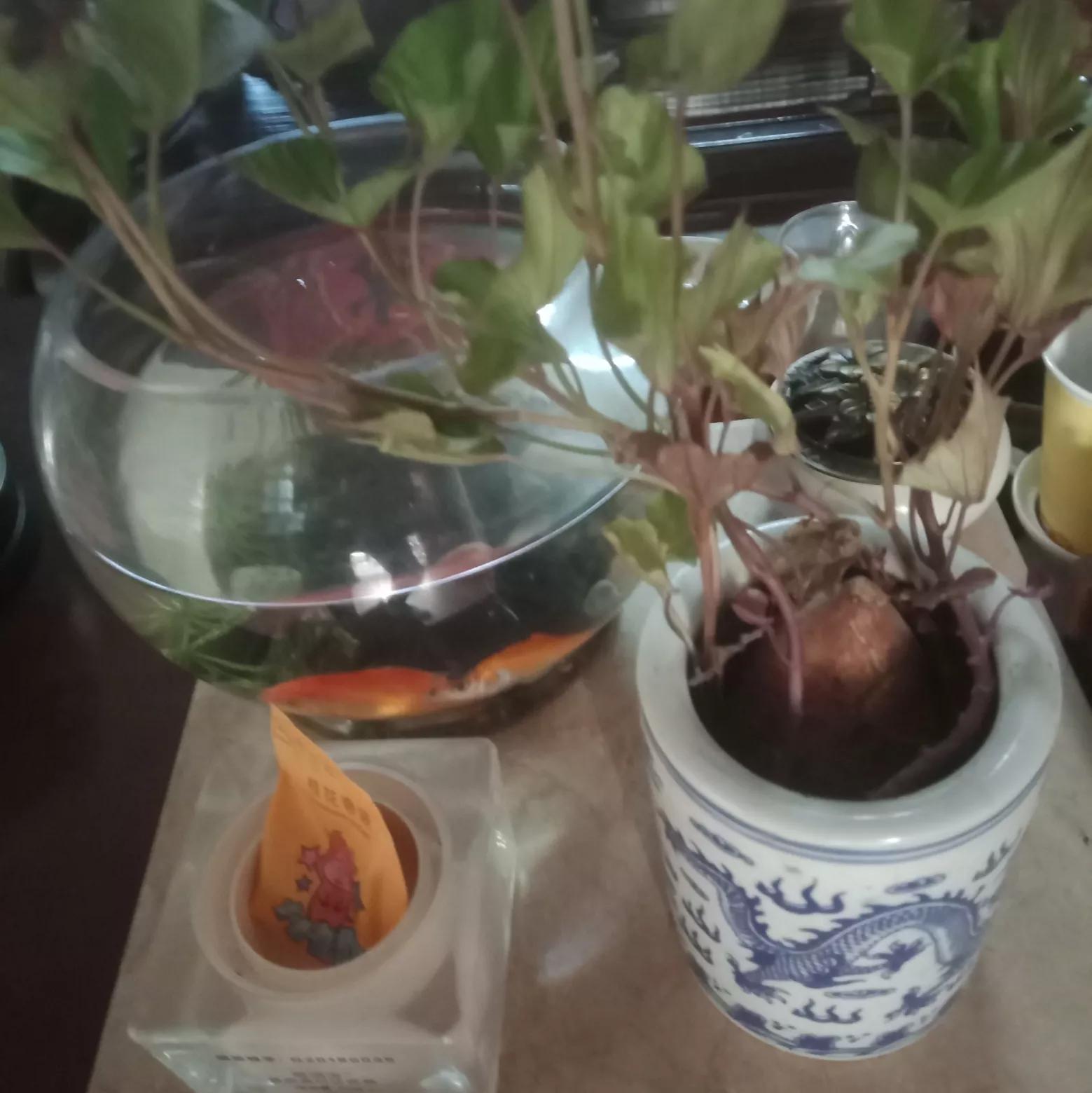 岁月不忘年轮,岁月带走年轮