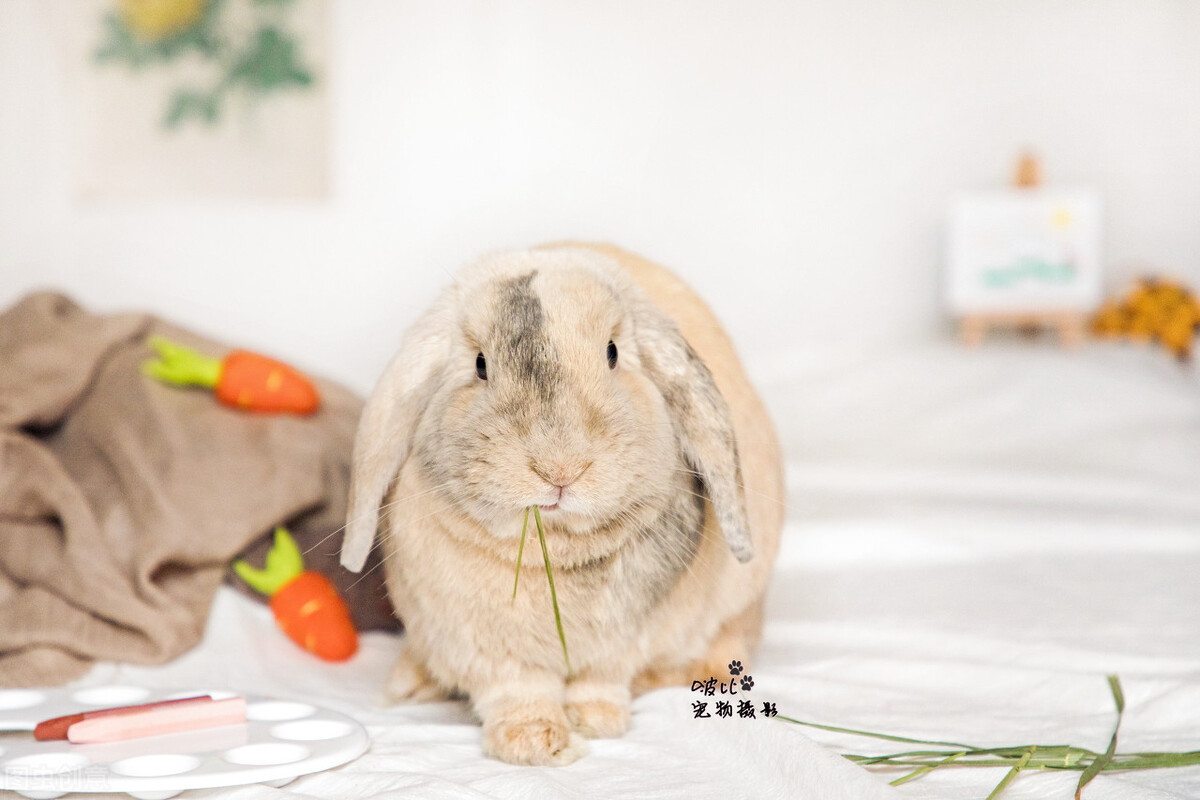 小兔子的眼睛有一个好像睁不开,小兔子眼睛睁不开是怎么回事