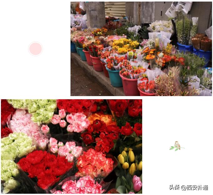 西安情人节去哪比较好,西安买花攻略