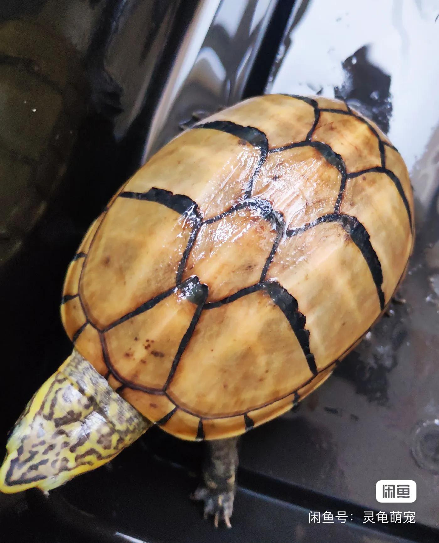 好养的蛋龟推荐,好养又好看的蛋龟