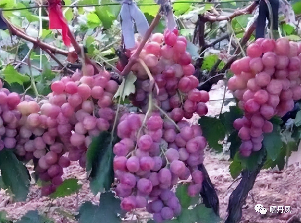 金佰安：我家后院那棵葡萄树