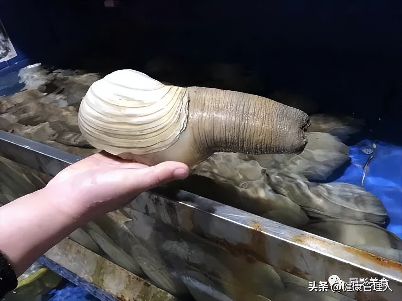 海鲜贝类品种大全及名字,22种海鲜贝类做法大全