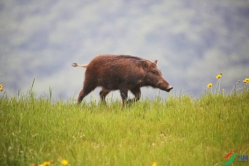 陕西渭南悬赏抓野猪，不让投毒，不许用枪？抓野猪有多危险？