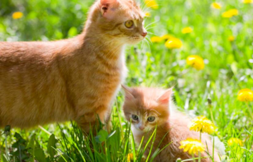 旺财家猫,猫咪旺财的10个特征