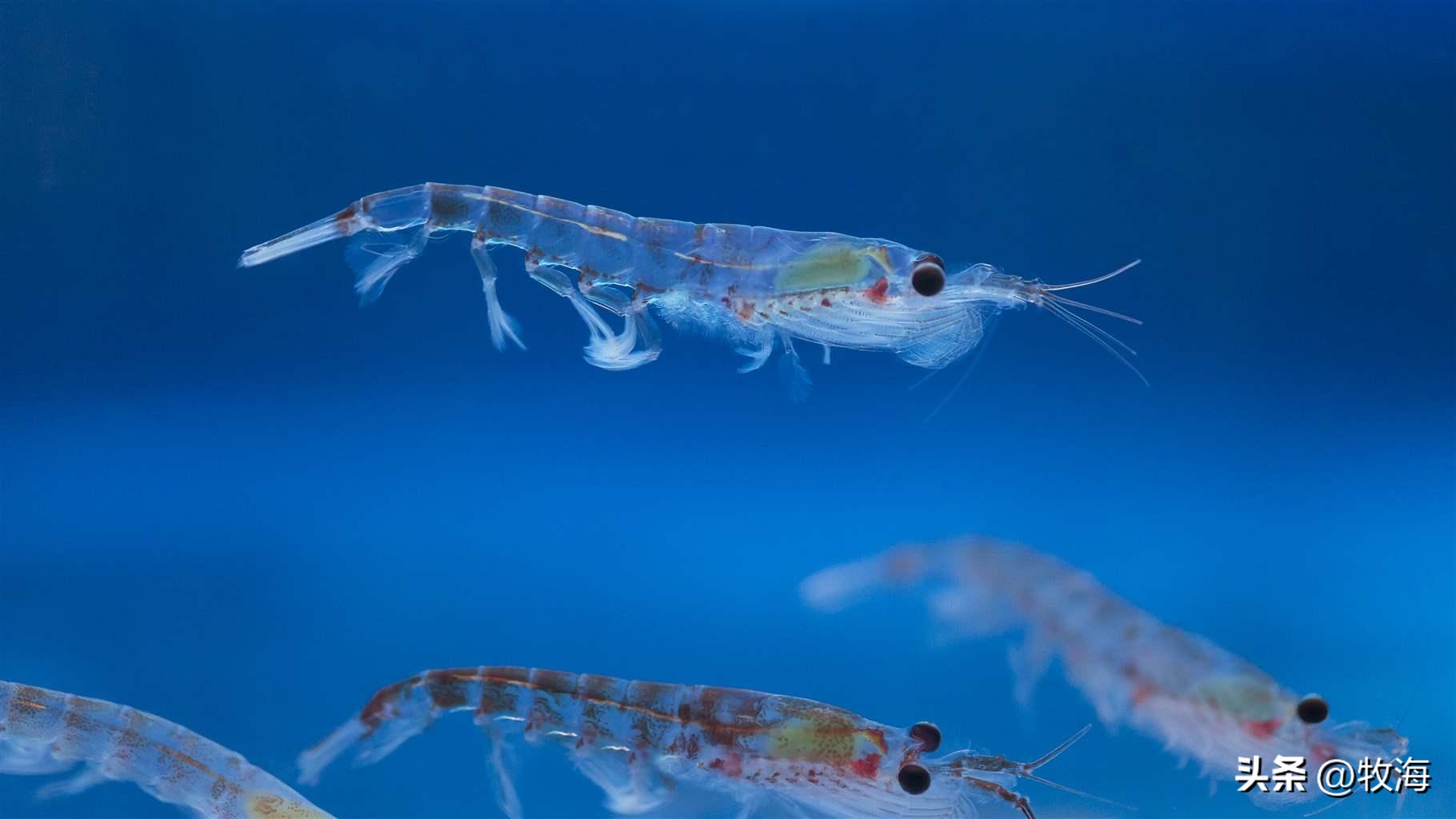 南极磷虾船最新消息,南极磷虾大爆发