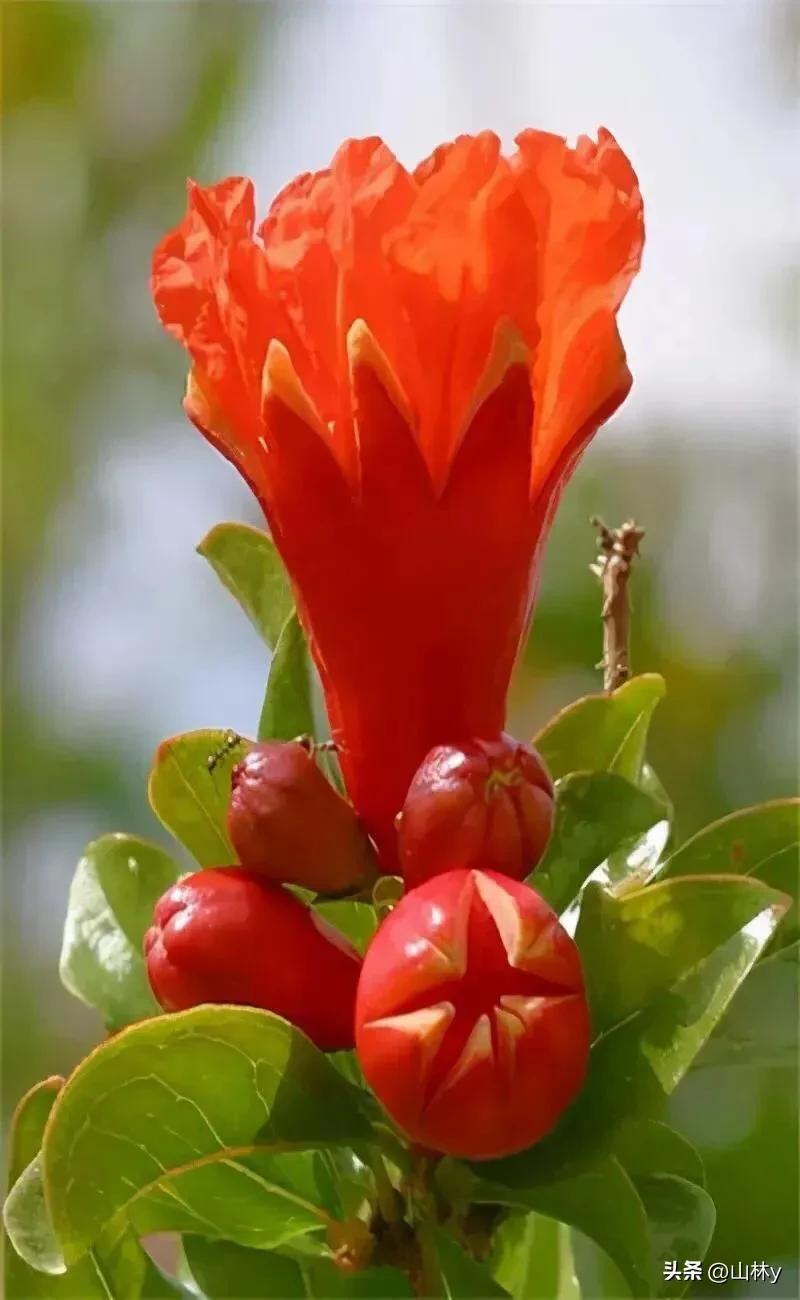 十大绝美花朵,绝美花朵视频