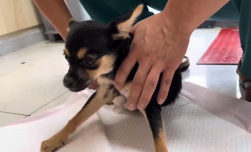 仅4，5个月大的吉娃娃，却因被人故意打伤，余生注定只能一直跪着