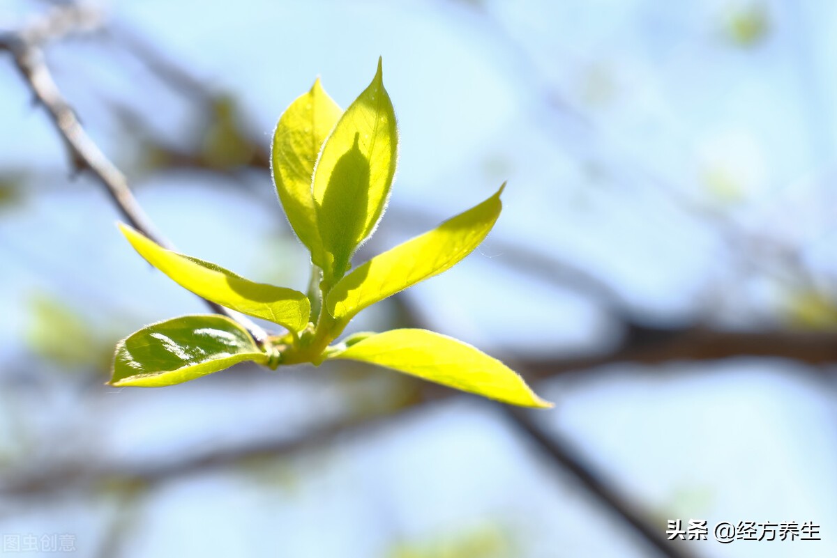 中医养生亚健康防治心得,中医调理身体亲身经历