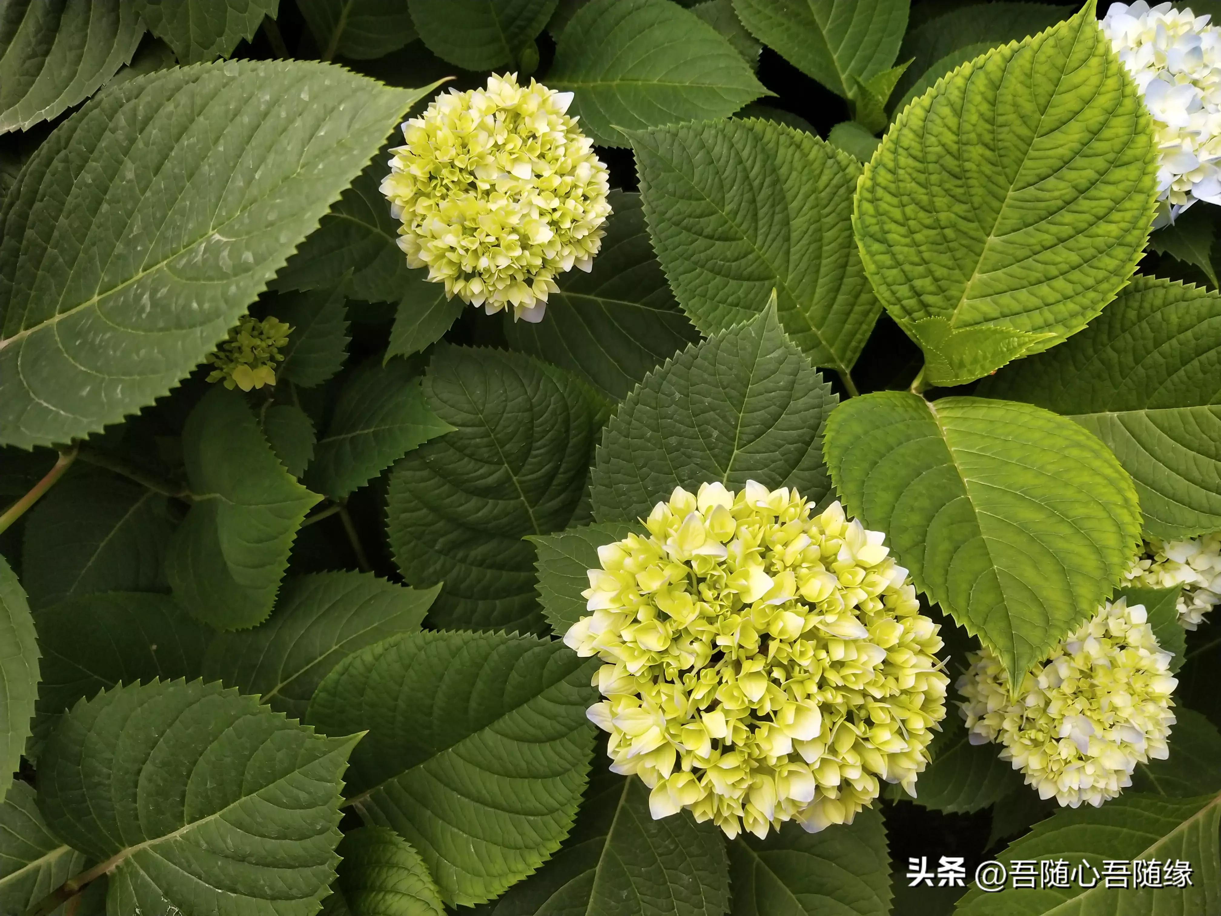 长期睡眠不好，有没有想过或许是因为睡觉朝向的问题引起的呢？