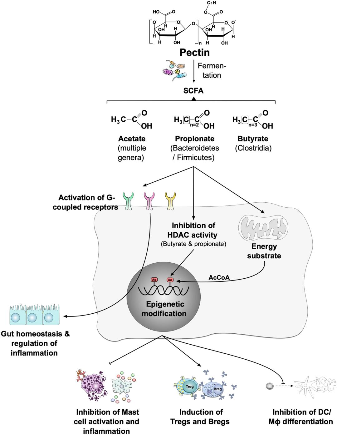 肠道健康与益生菌冷知识,调节肠道菌群吃什么益生菌