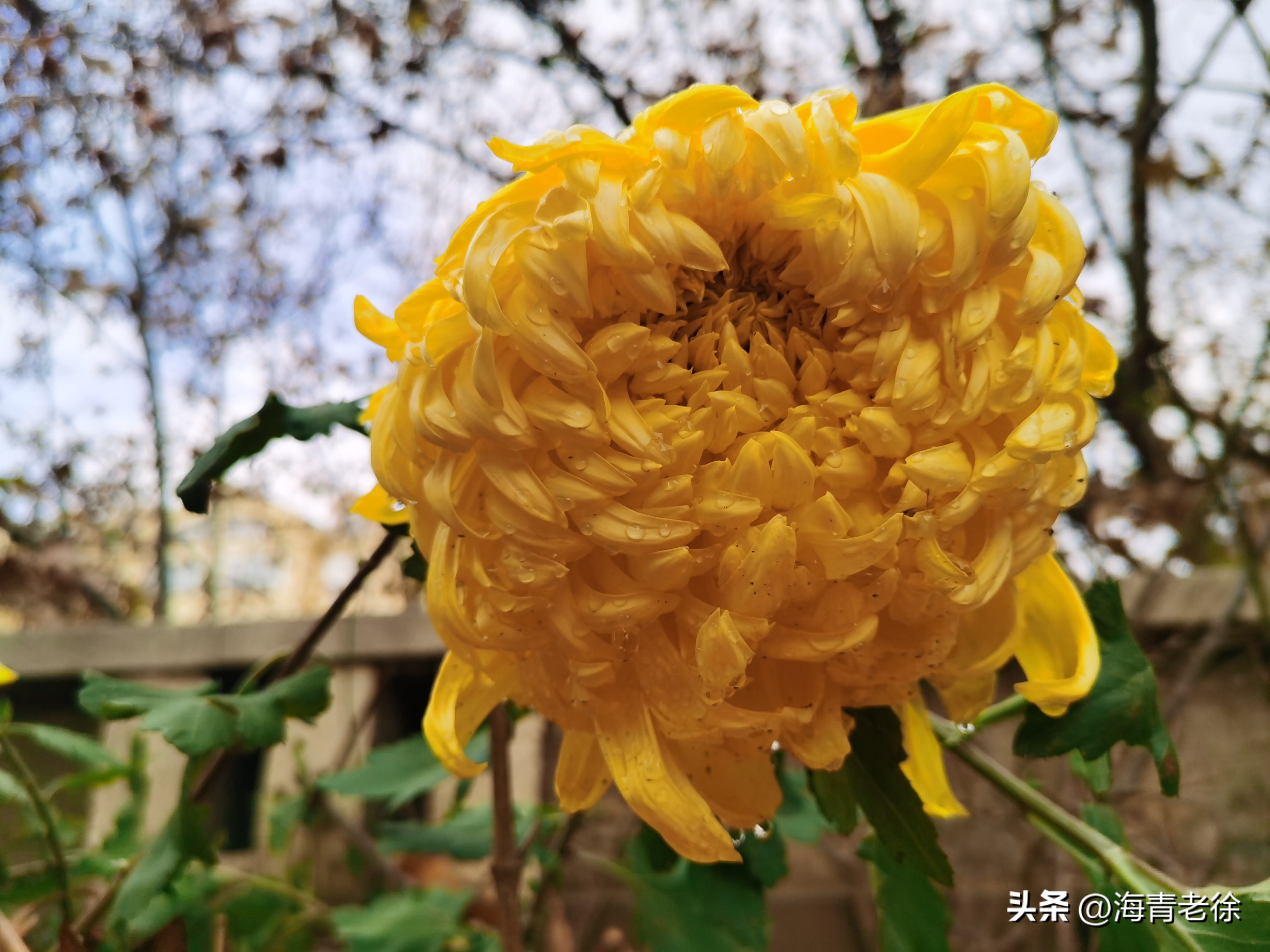 描写菊花凌霜绽妍的诗句,中国十大名花梅花图