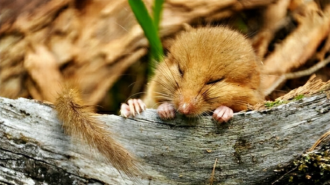 ​暗黑料理：鼠肉烹饪竟比鸭脖历史更悠久