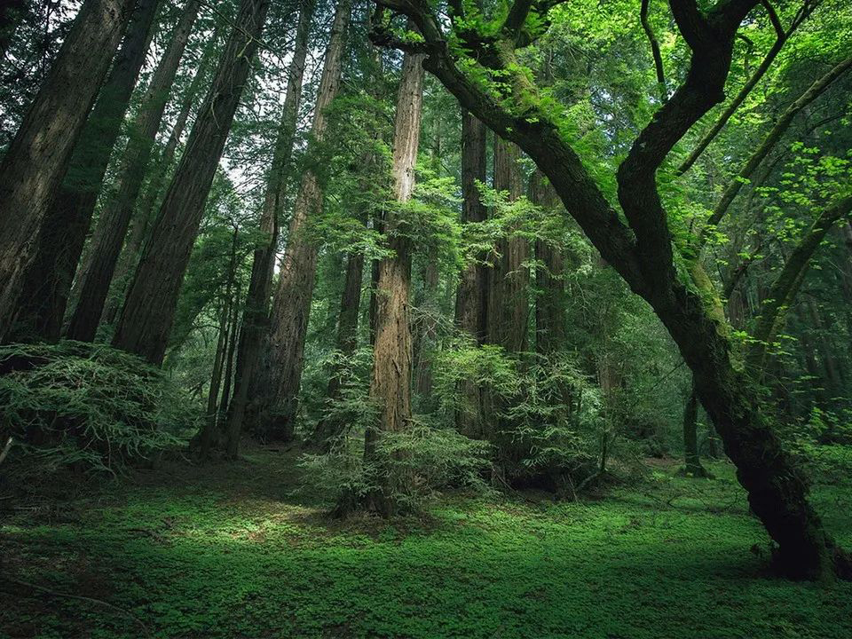 进口木材鲍迪豆,鲍迪豆木材和南美红酸枝哪个更好
