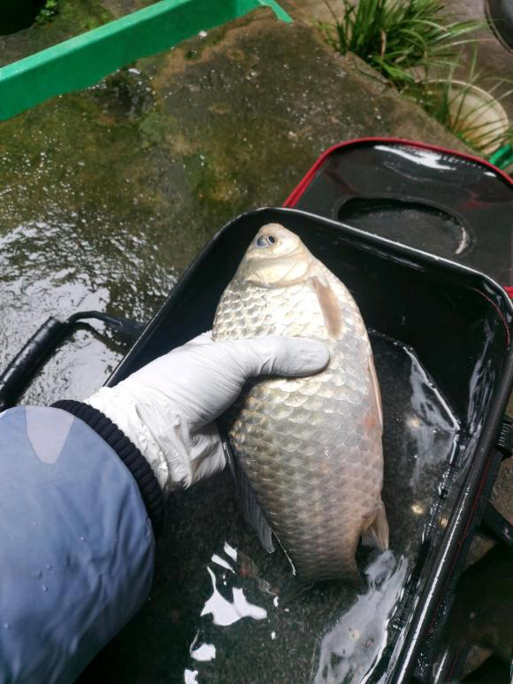 野钓饵料和窝料不是一个味道,野钓窝料浓腥