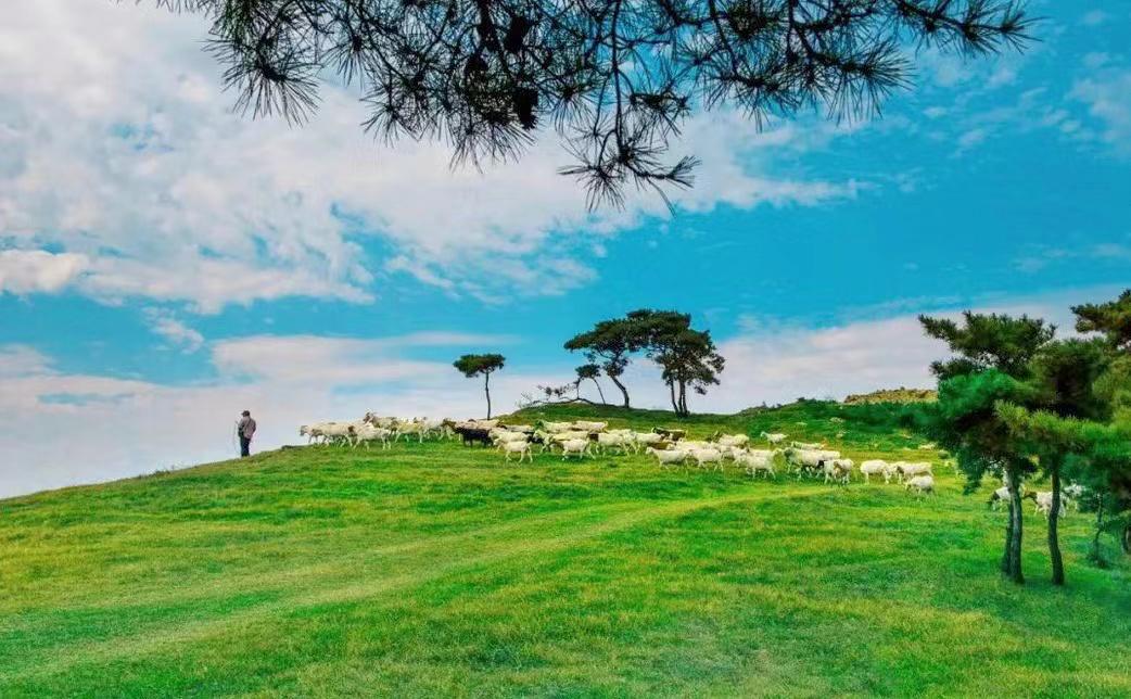 山东有海有雪有山有平原,山东有没有广阔草原