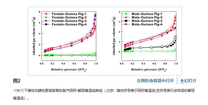 公母豚鼠体型对比,豚鼠雌雄区别