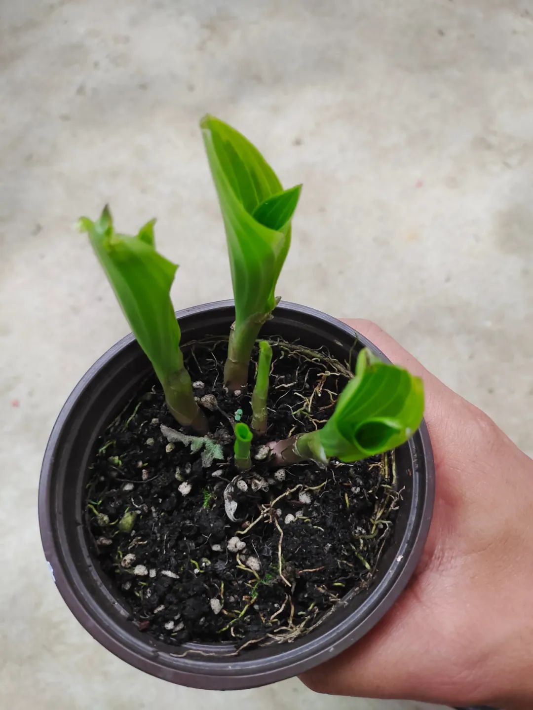 刚刚购买过来植物要怎样养,刚买的盆栽