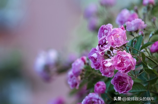 生如夏花灿烂的时候,生如夏花绚烂绽放歌曲视频