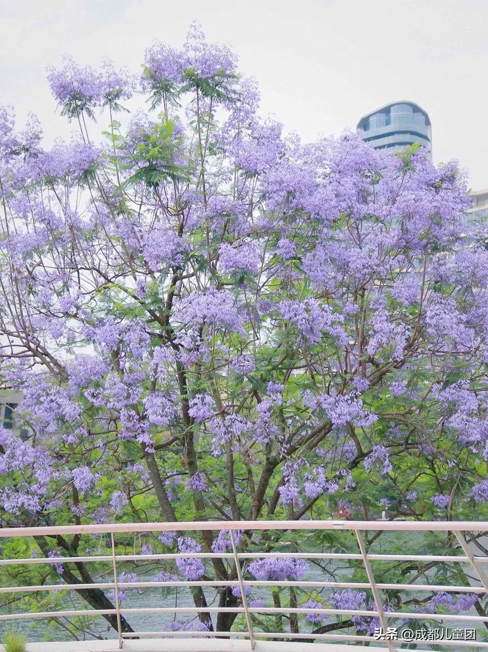 成都武晋路蓝花楹,昆明街头蓝花楹绽放成梦幻花海