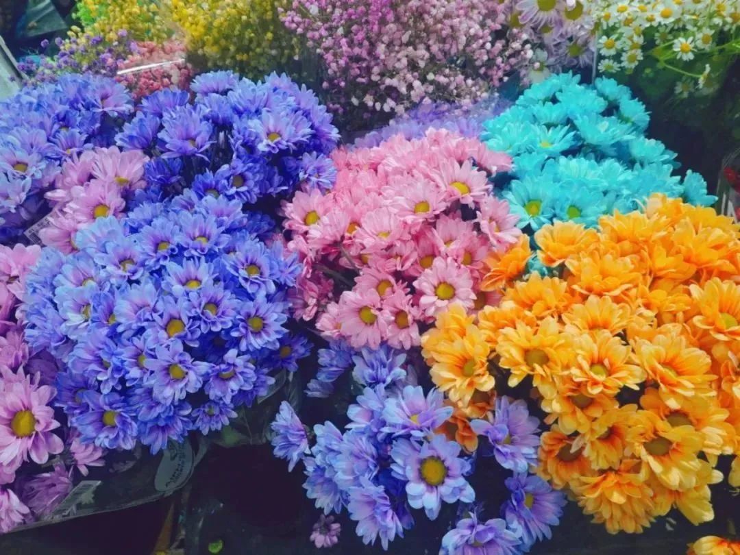 雨雪天气,来济南这些宝藏花市再合适不过了!快去把春天的浪漫抱回家吧!