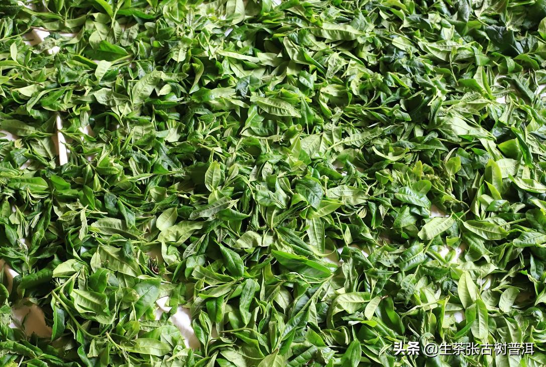 普洱茶有哪些特点让它受欢迎,你知道普洱茶的五大独特之处吗