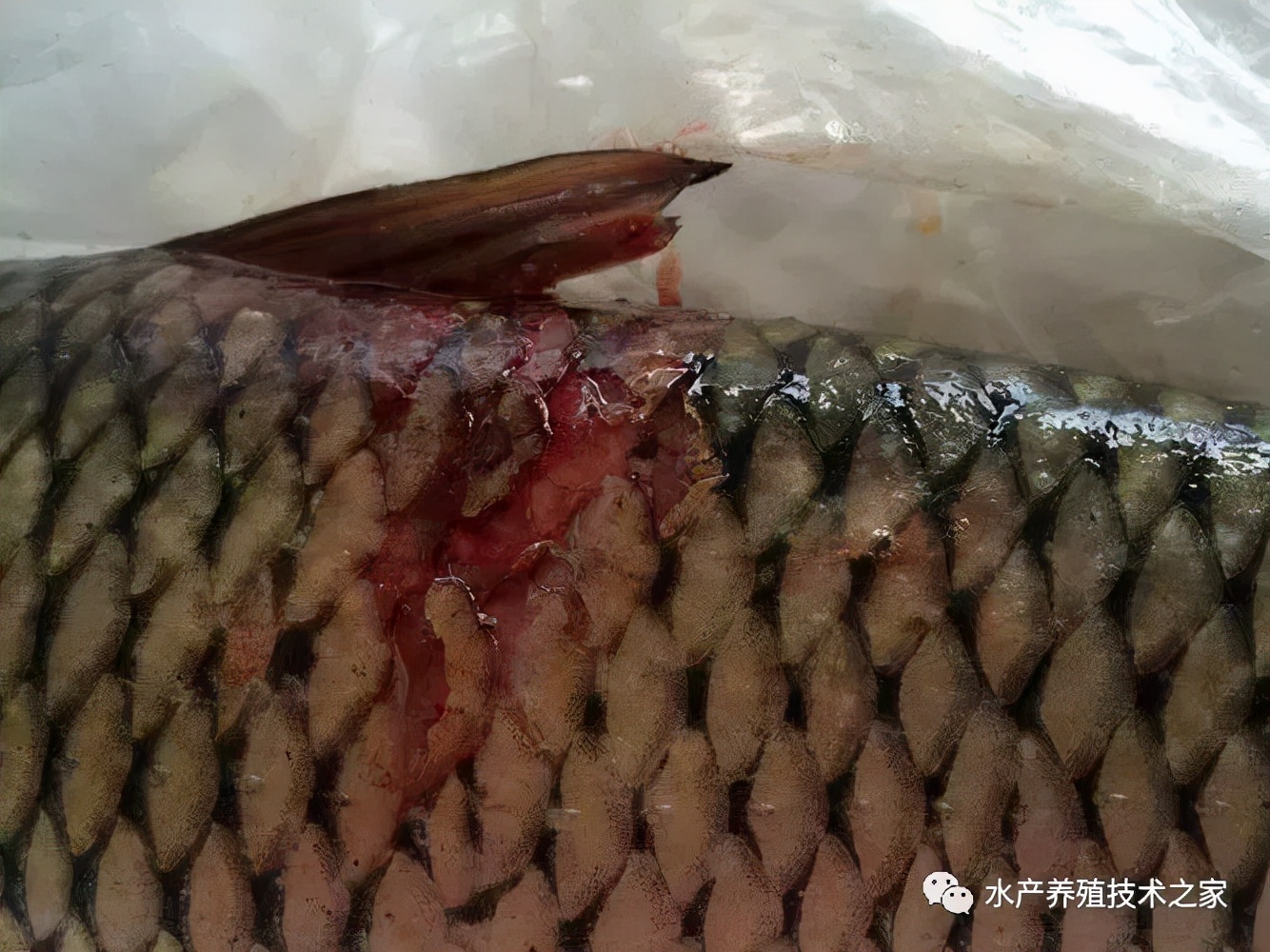 水产养殖水霉病爆发,养鱼水霉病赤皮病怎么治疗