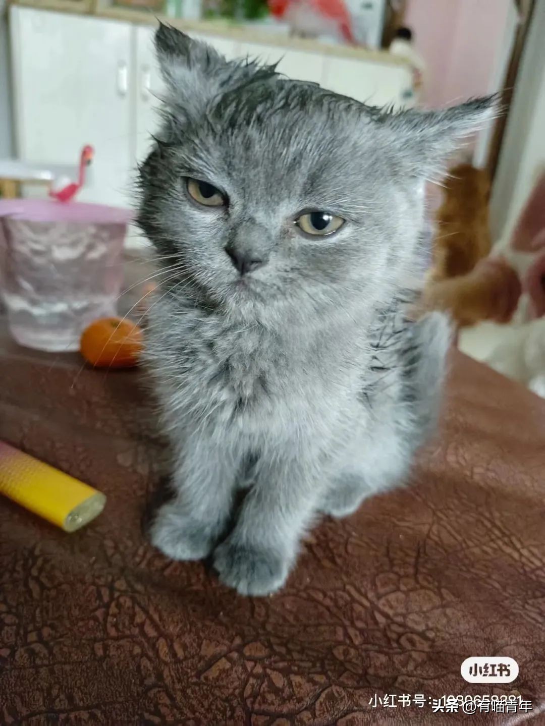 猫拉粑粑拉不出来不吃东西,猫老是叫还到处拉尿怎么办