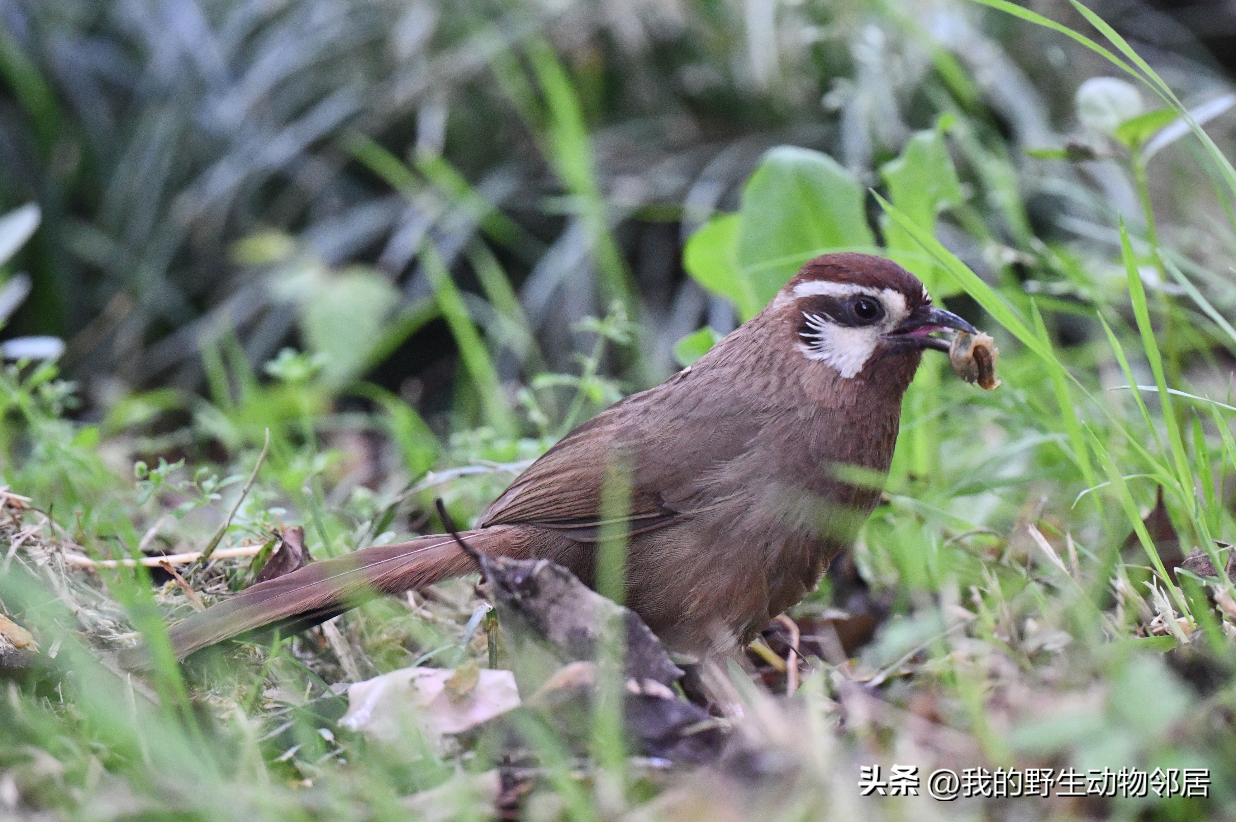 上海野生动物园百鸟园,上海野生鸟类种类有多少